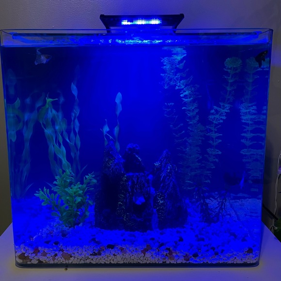 New 10 gallon fish tank